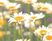 White yellow gold  dreamy flowers meadow field spring home decor wall art soft bokeh summer closeup -  Daisies 8 x 10 fine