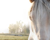White horse, eye closeup , pale light grey, animal photo, horse photo, home decor wall art - 8 x 10 fine art print - gbrosseau