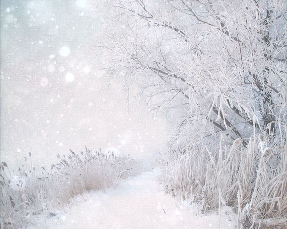 Icy white woodland trail, nature, forest photo, snow, landscape, home decor wall art - Winter Wonderland 8 x 10