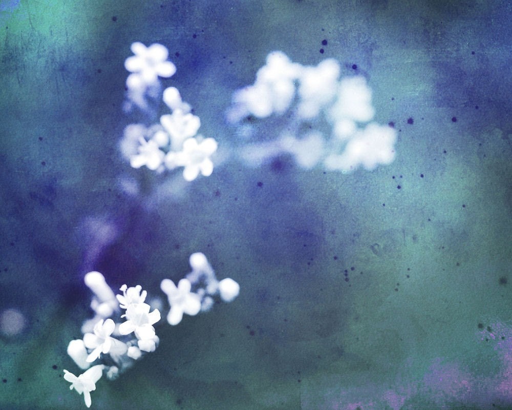 Pale white flowers turquoise blue background nature closeup macro home decor wall art - White Flowers 8 x 10