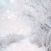 Icy white woodland trail, nature, forest photo, snow, landscape, home decor wall art - Winter Wonderland 8 x 10