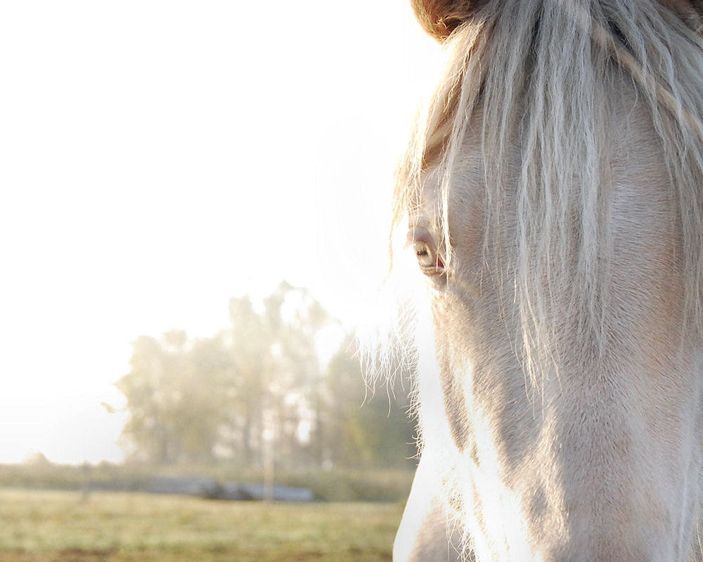 White horse, eye closeup , pale light grey, animal photo, horse photo, home decor wall art - 8 x 10 fine art print