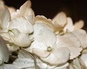 Sepia Hydrangea Blossom 3 - Fine Art Photography Print - Sepia Macro Garden Photography Home Decor Wall Art for Home or Office