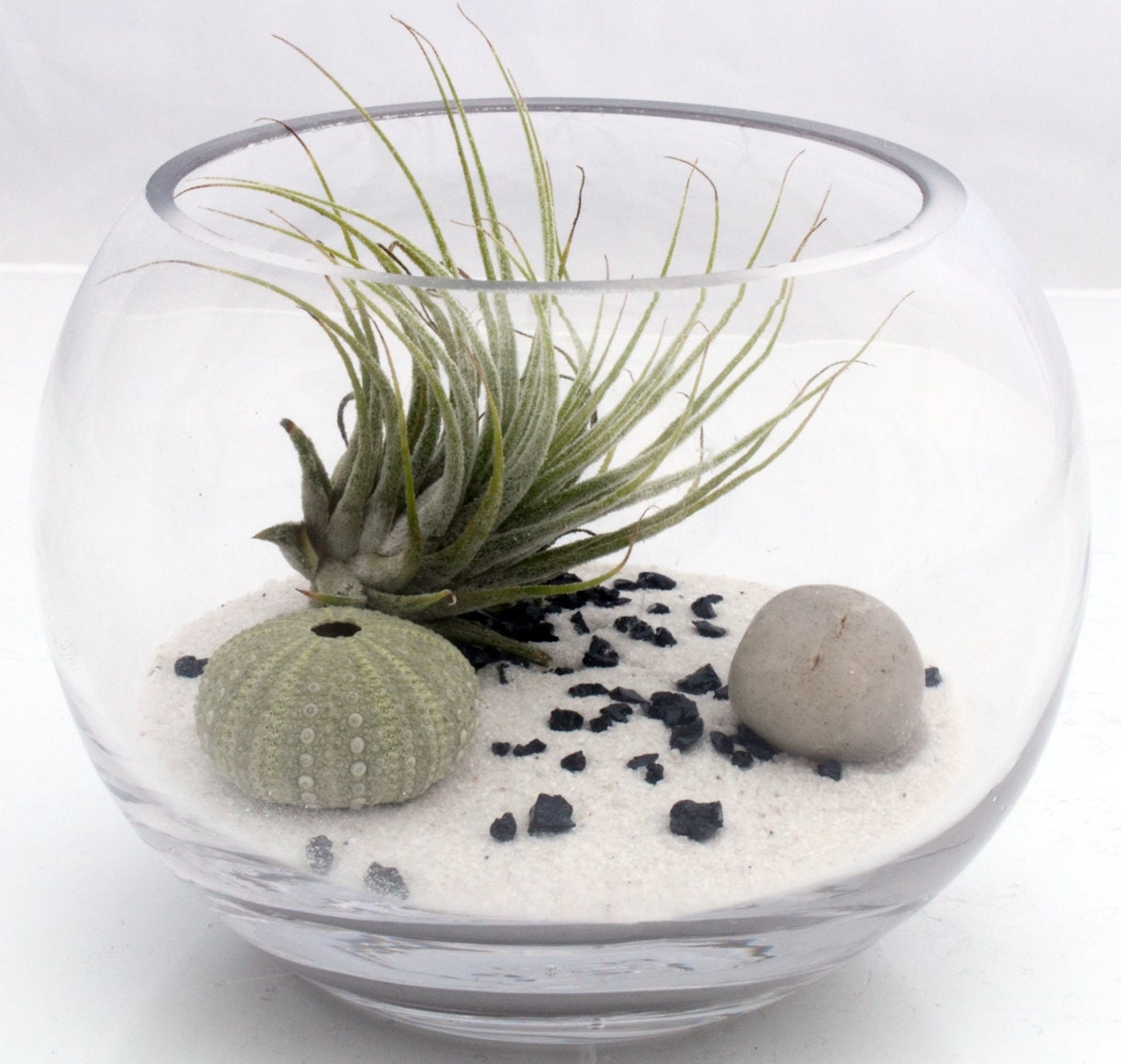 Air plant zen garden terrarium kit with Tillandsia by XercesArt