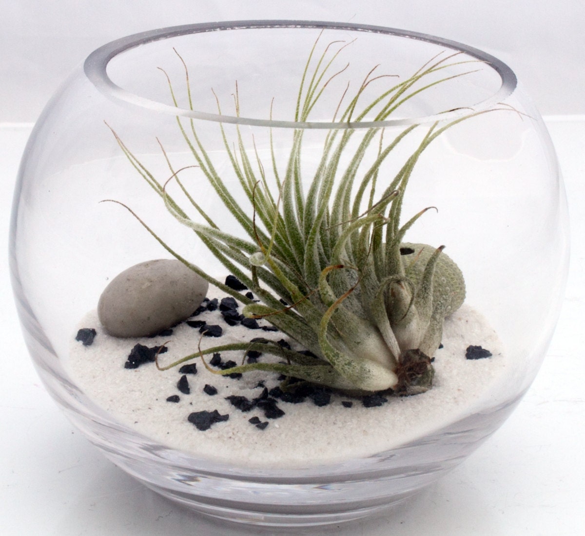 Air plant zen garden terrarium kit with Tillandsia Ionantha, white sand, sea urchin and polished pebble- fish bowl style desktop terrarium