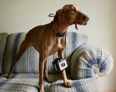 She Thinks She's People - 8x8 Fine Art Photography Print - pet dog puppy portrait vintage camera photographer photograph