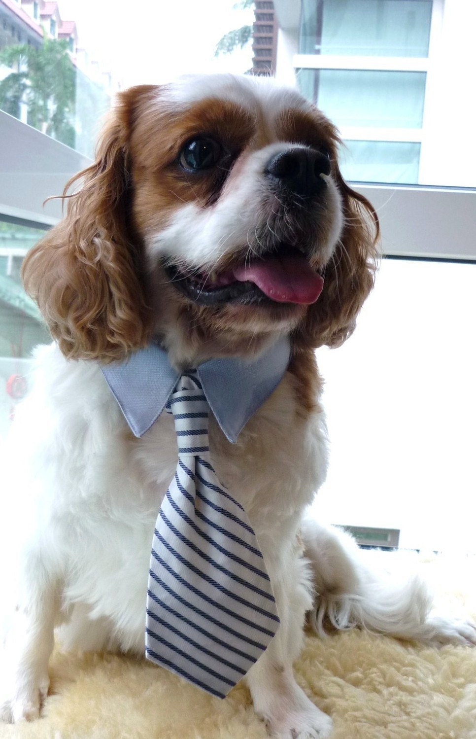 Medium / Small Dog Collar with Dog Bow Tie and Neck Tie - White and Blue Nautical Stripes