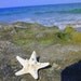 Large White Knobby Starfish Hair Barrette.
