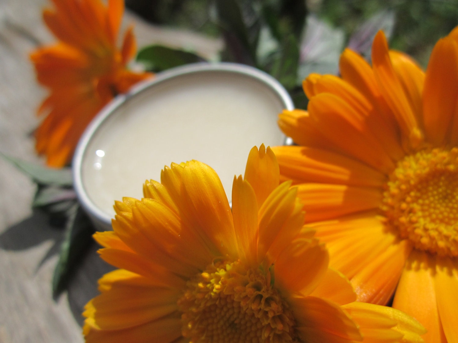 Calendula Lip Balm- Peppermint- Herbal Lip Balm