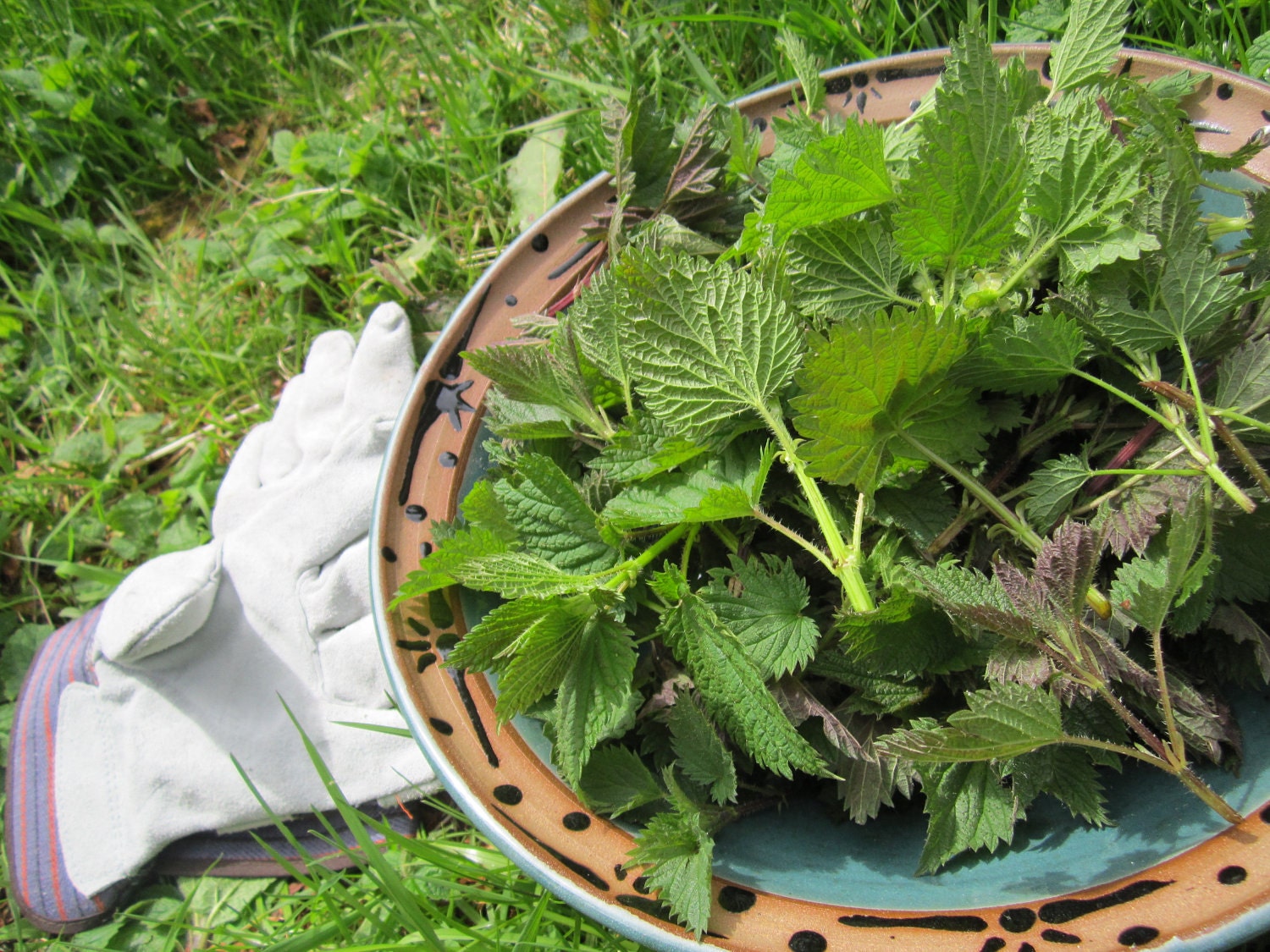 Organic Dried Nettle Leaf- Sustainably Wildharvested in Oregon's Pristine Woodlands