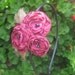Dashing...Flower and Feather Headband