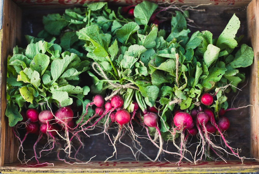 Farmers Market Radishes 8x12 photo