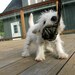 Nautical Funky Grey and Black Dog Toy - Chewable, tuggable, and Nautical