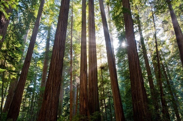 Tall Trees - Fine Art Photo on  6x9 Bamboo Panel