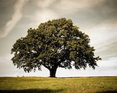 Large Oak Tree - Fine Art Photo on 12x18 Bamboo Panel