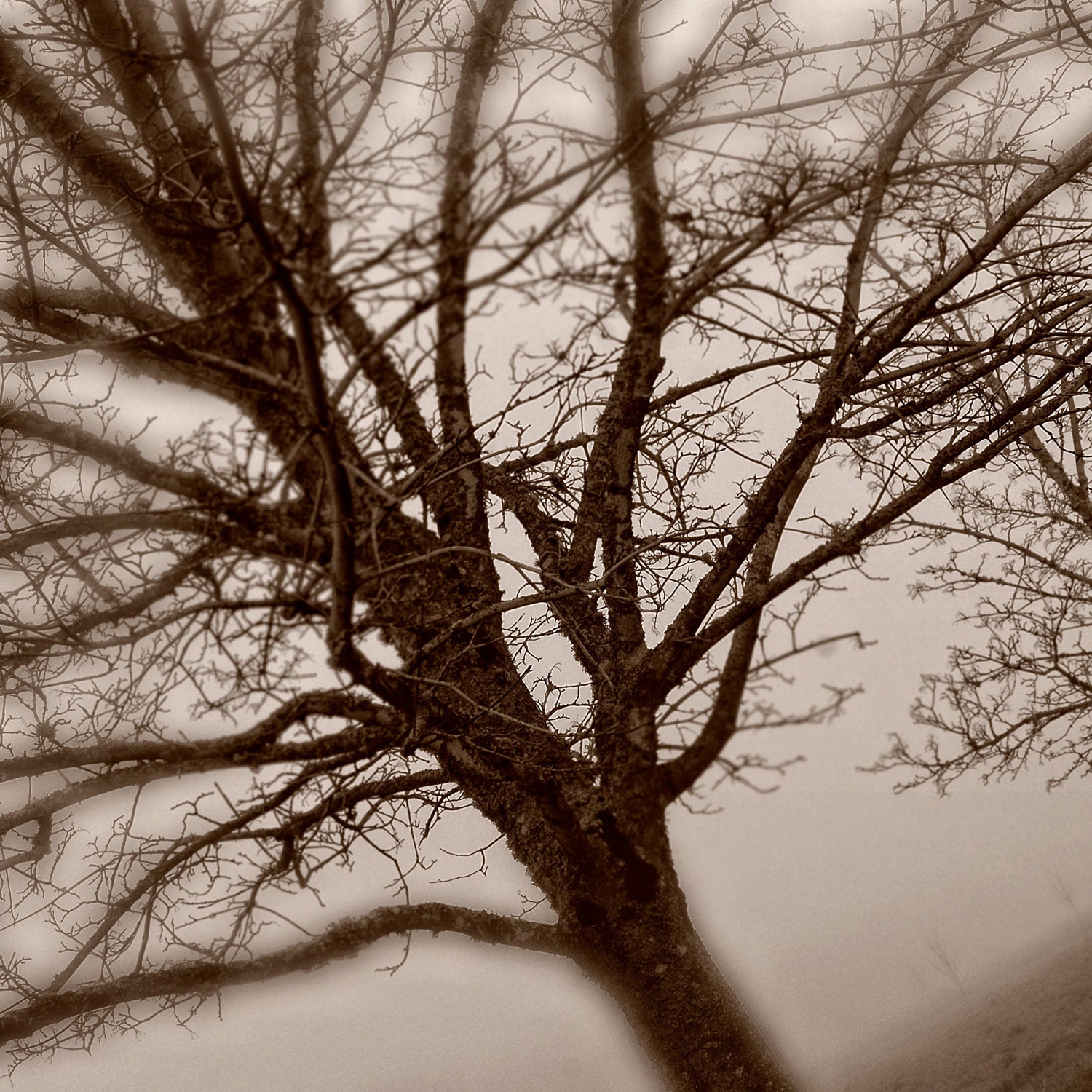 Foggy Trees - Fine Art Photo on 8x8 Bamboo Panel