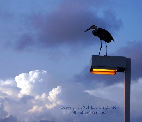 Lighten Up - Bird Sky Clouds Photography Blue Yellow White Orange Black Metallic Print Fine Art Wall Hanging - 8x10 Photograph