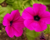 SALE Pink Petunias - Flowers Hot Pink Photography Lime Green Summer Spring Metallic Print Fine Art - 8x10 Photograph