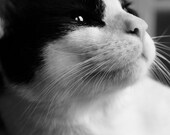 Desmond - Cat Kitty Photography Black and White Pet Meow Fine Art Metallic Print - 8x10 Photograph