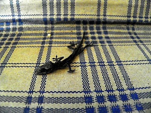 FORGOTTEN in the case - fine art photography print 8 x 10 - portrait of forgotten gecko