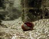 The Sea's Gold -  underwater fine art photography print 8 x 10