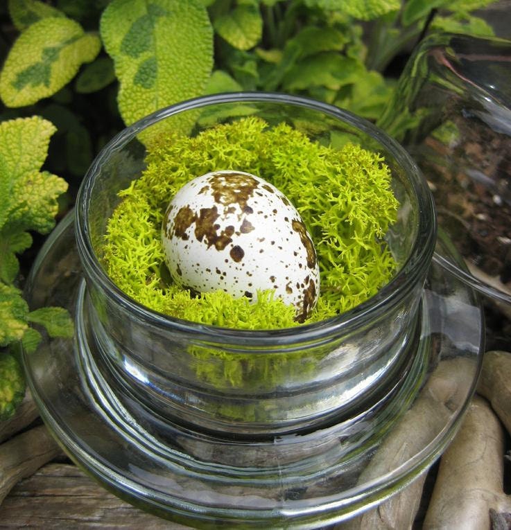 Moss Bird Nest Tiny Bell Jar Quail Egg Mini Cloche