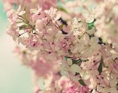 Spring Song - 5x5 Shabby Chic Nature Photography - spring blossoms