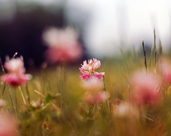 Pink Clover- 4x6 Original Signed Fine Art Photograph - Rich vibrant color - macro nature Print
