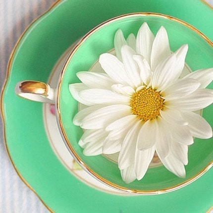 Flower Teacup Photograph - Mint Tea 8x8 Print - green white yellow daisy flower fresh modern bright home decor