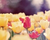 Tulip Garden 8x8 Photograph - spring flower photography yellow red pink tulips shabby chic decor