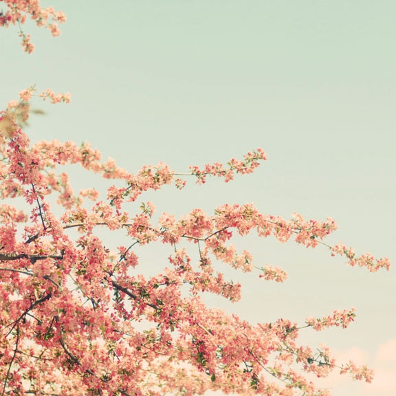 Shabby Chic Vintage Blossoms 8x8 Nature Photography - tree blossom photograph pale mint blue pink pastel