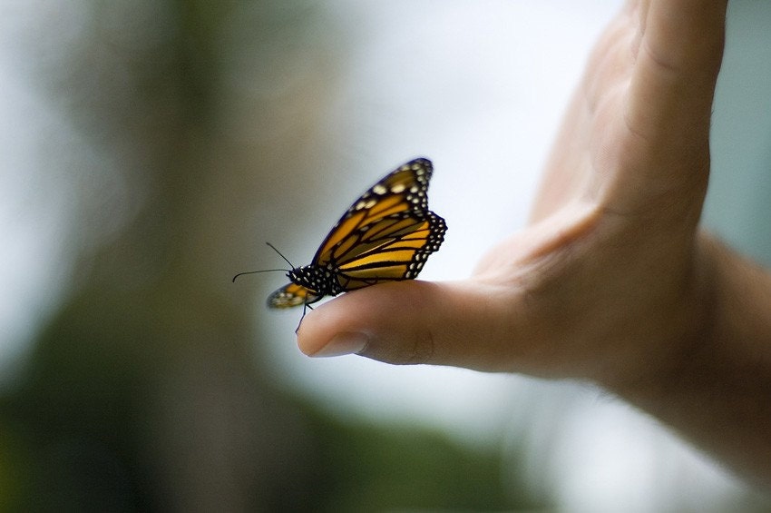 A New Beginning - Butterfly, Hand, Release, Close Up - Fine Art Photograph