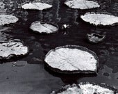 Photograph Black and White Exotic Lily Pads - 4x6