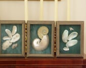 Small Shell Shadow Boxes
