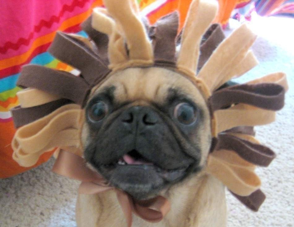 ROAR cat or dog Lion costume - made for YOUR pet