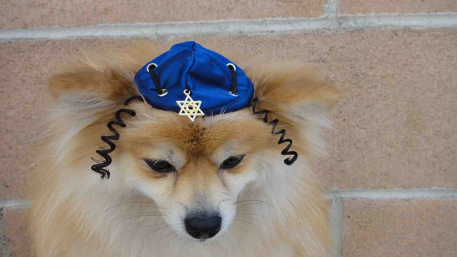 Hanukkah hat for dog or cat