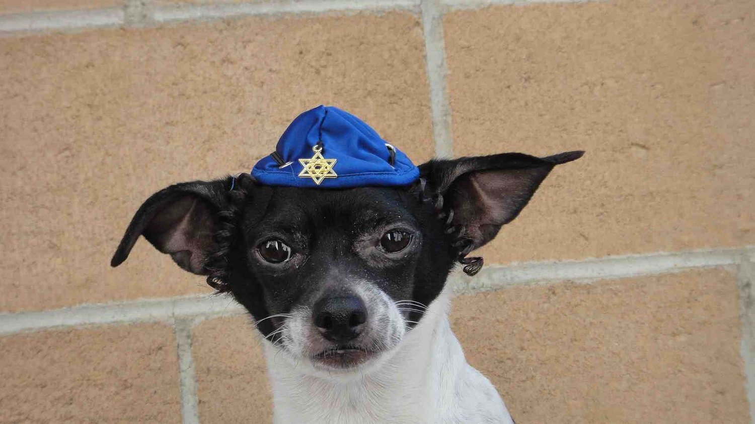 Hanukkah hat for dog or cat