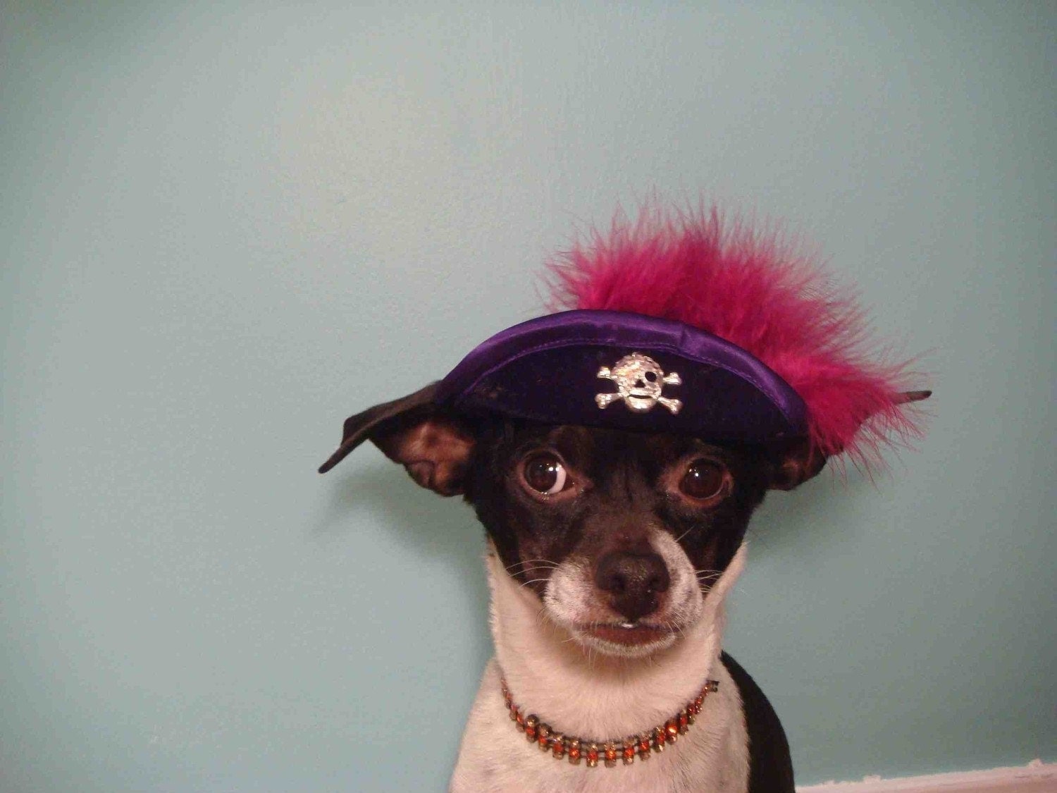 Pirate hat for dogs and cats by lenapavia on Etsy
