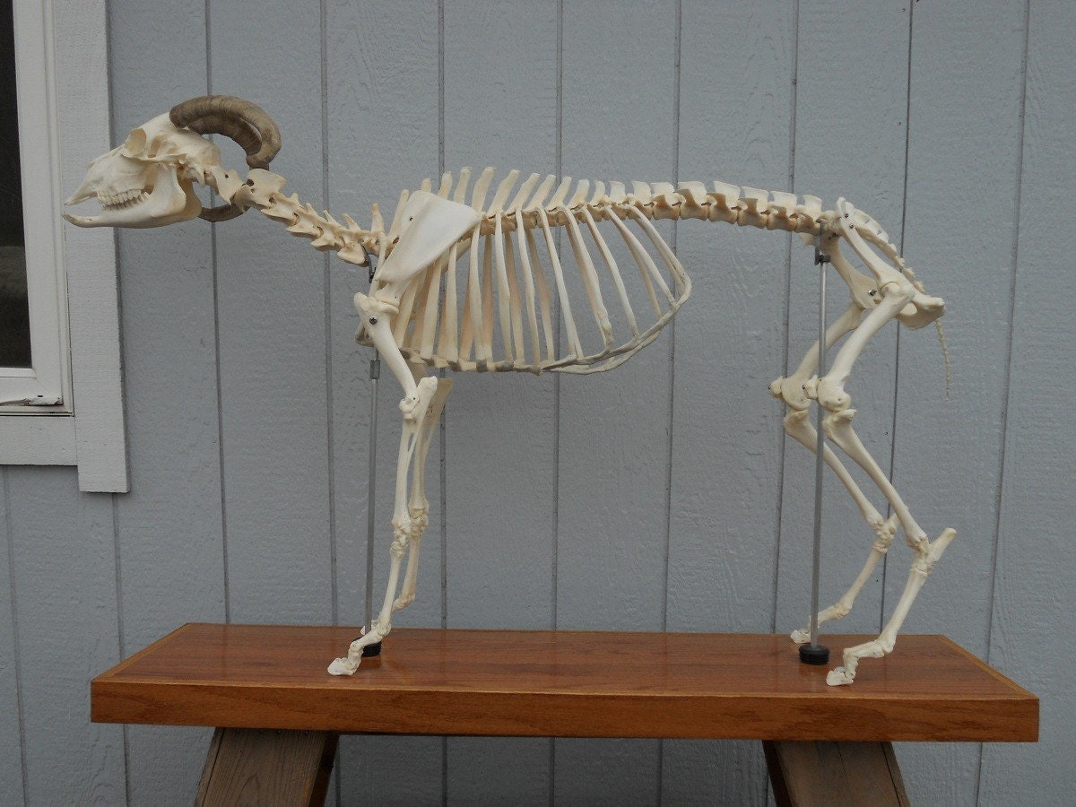 Articulated Domestic Goat Skeleton- Capra aegagrus hircus- Osteological Specimen
