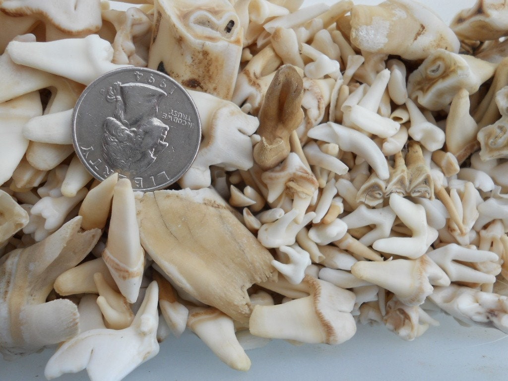 Real Animal Teeth- Assorted Species- 25 Pieces - Stock No. 1-52