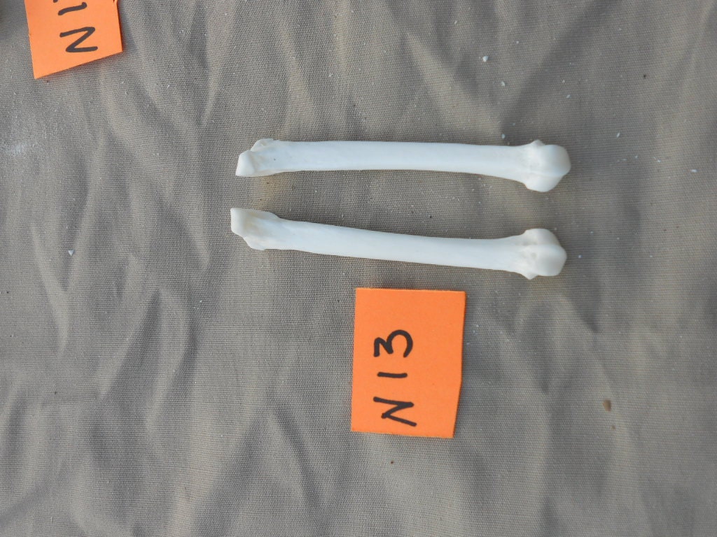 Matched pair of Lynx Toe Bone Beads- Real Bones- Lot No. N13