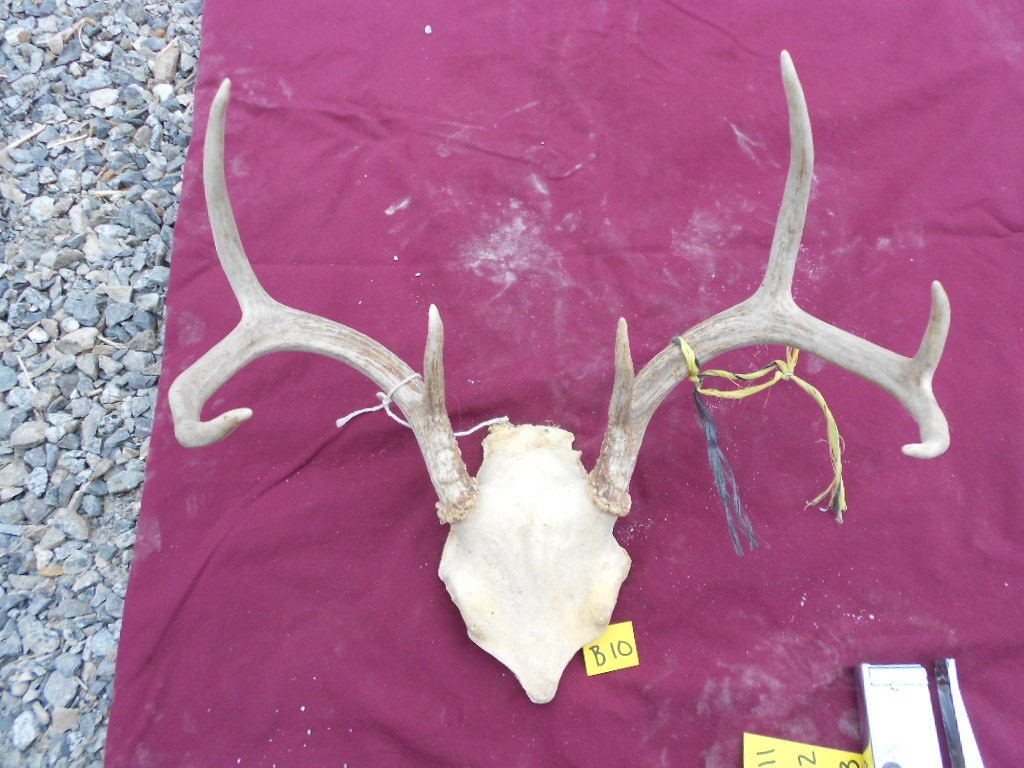 Small Set of Taxidermy Quality Whitetail Deer Antlers Lot No. B10