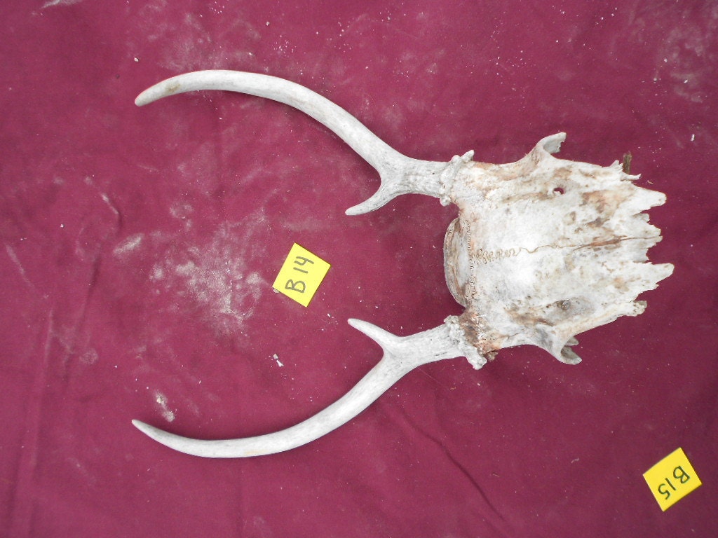 Small Set of Taxidermy Quality Whitetail Deer Antlers on a Partial Skull Lot No. B14