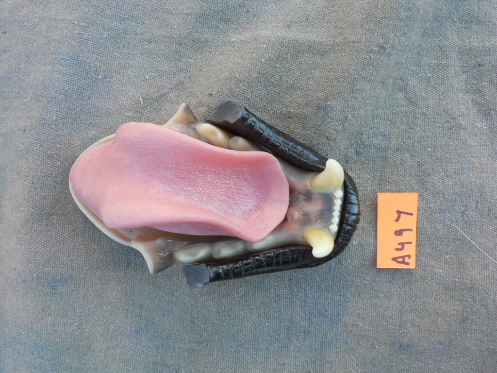 cougar jaw