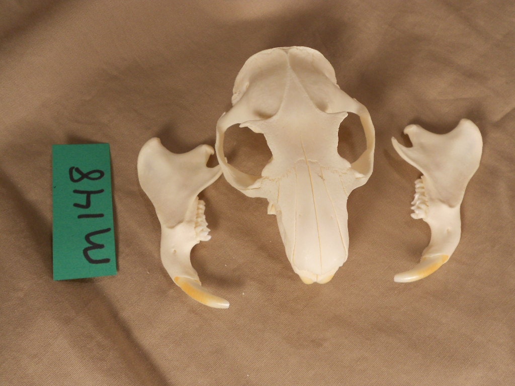 marmot skull
