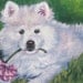 Samoyed Dog art print CANVAS print of LA Shepard painting 11x14