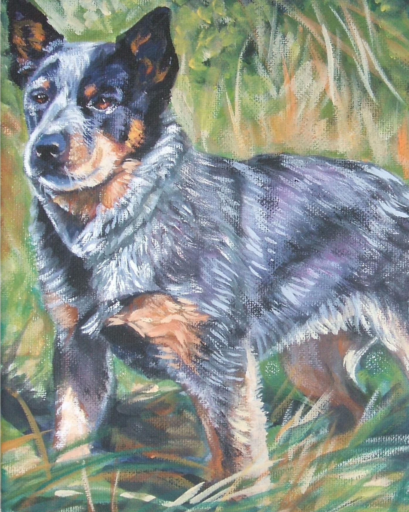 Blue Heeler Pictures