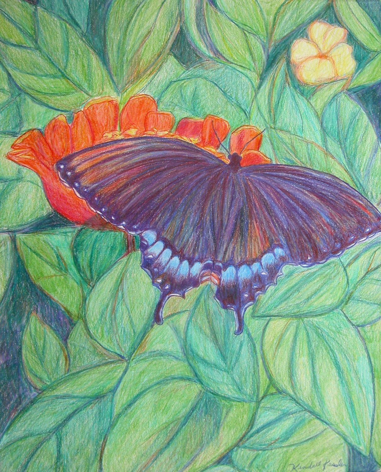 Black Swallotail Art 13x10 Colored Pencil Drawing by Award Winning Artist Kendall F. Kessler