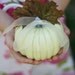 Ring Bearer Pillow Fall Pumpkin