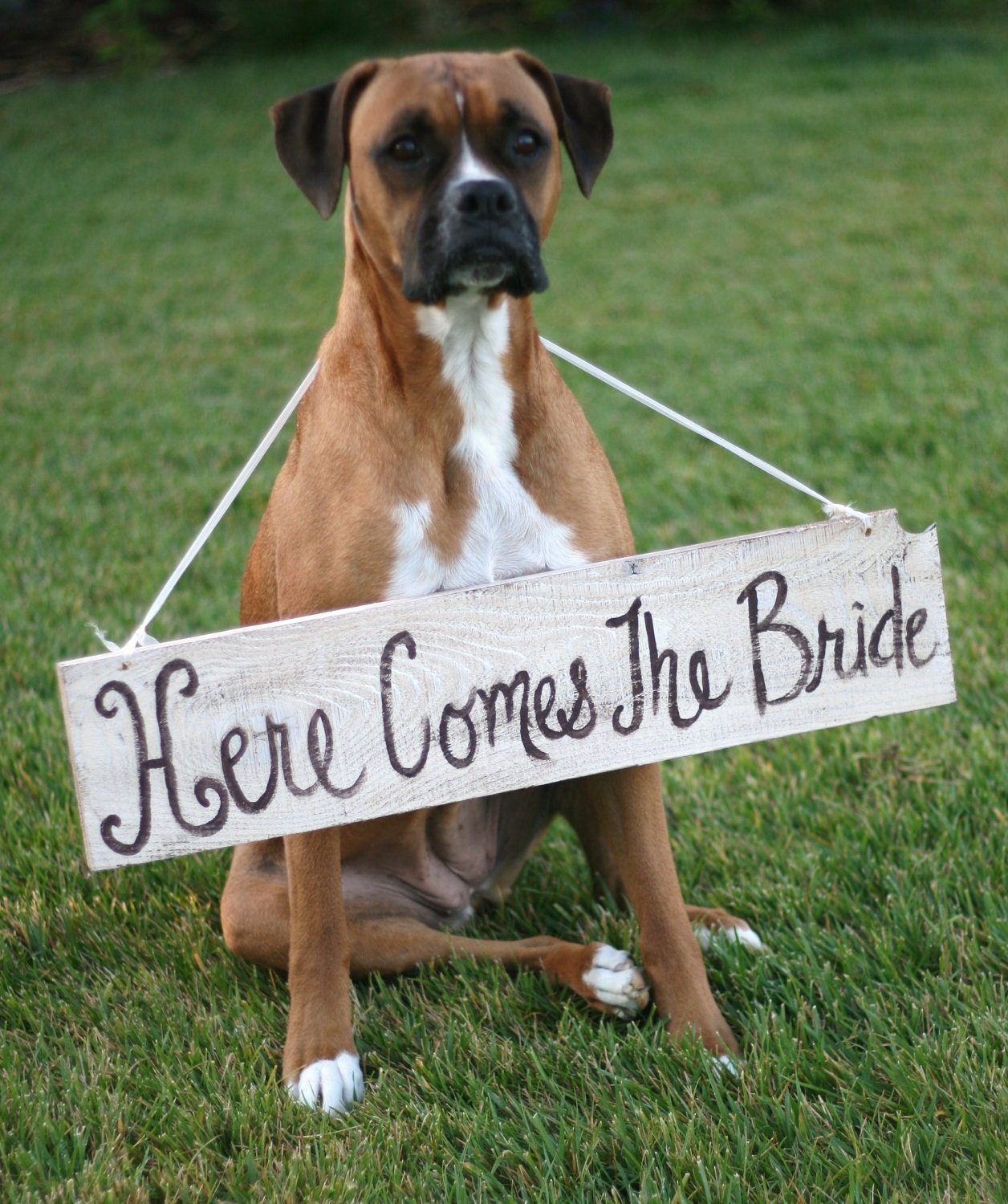 Rustic Chic Weddings Old Barn Wood Hand Painted Here Comes The Bride Sign For Dog Pet Photo Prop